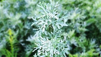 Folk grass against parasites