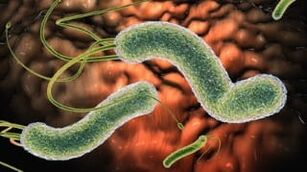 Parasites in the body