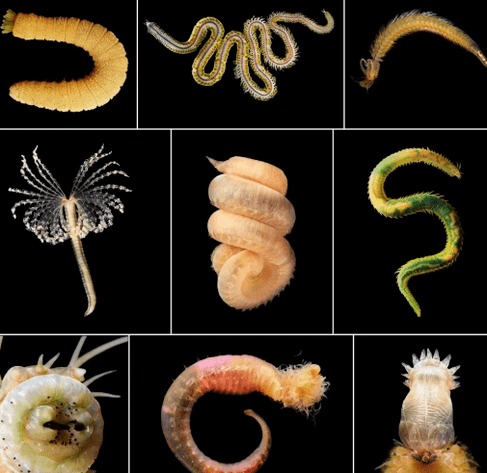 Types of helminths