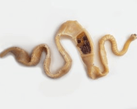 Pork tapeworm