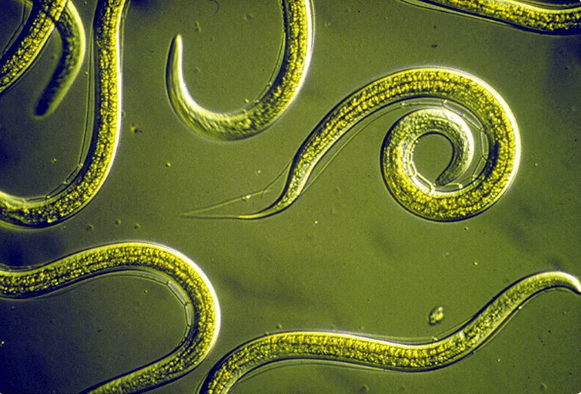 How to eliminate parasites without pills
