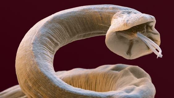 Parasitic