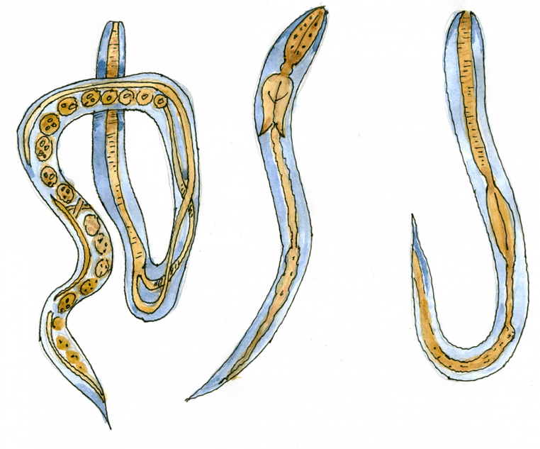 Ugrica intestine