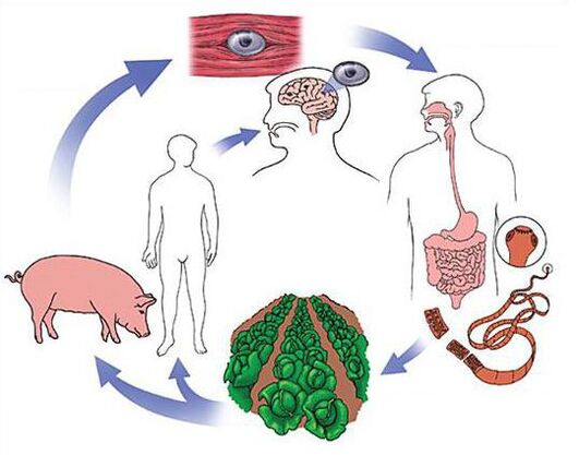method of diagnosing parasites