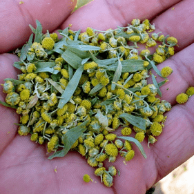 Mugwort for parasites